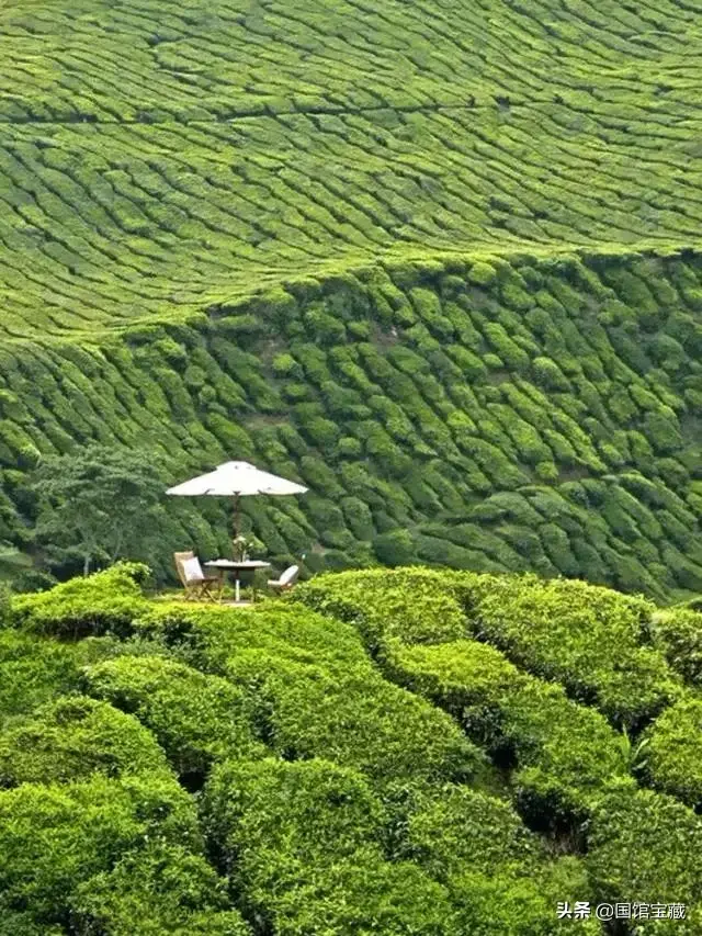 雨前茶和明前茶区别 (精选 4 篇)