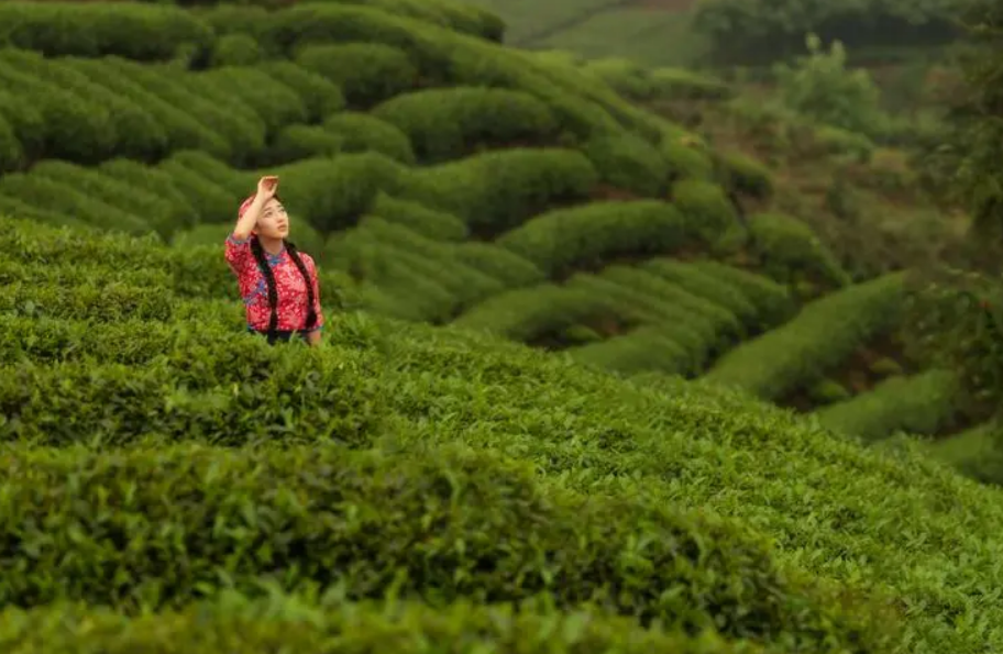 采茶的优美诗句（采茶高雅古诗词）