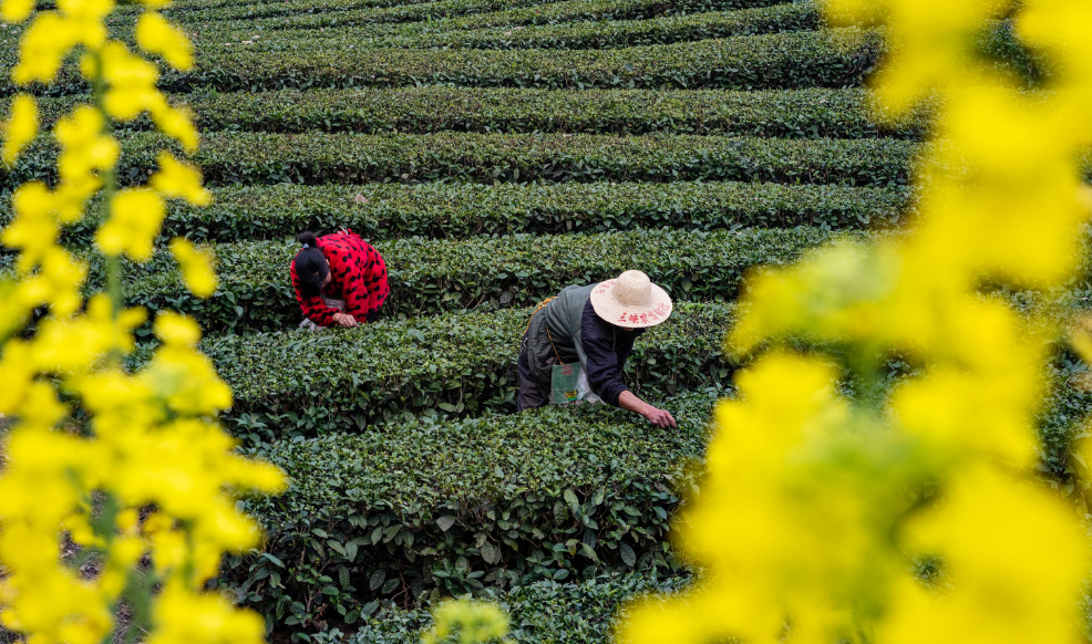 采茶的优美诗句（采茶高雅古诗词）