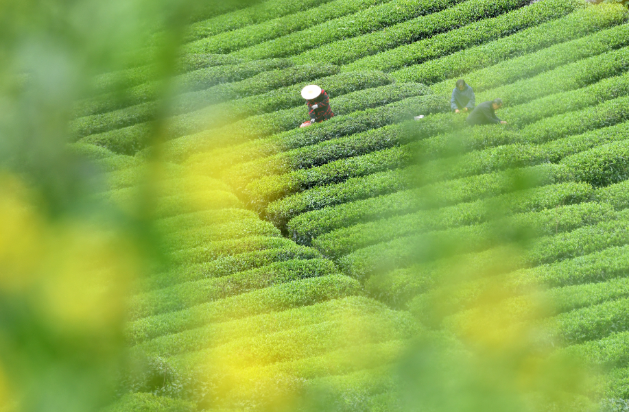 采茶的优美诗句（采茶高雅古诗词）