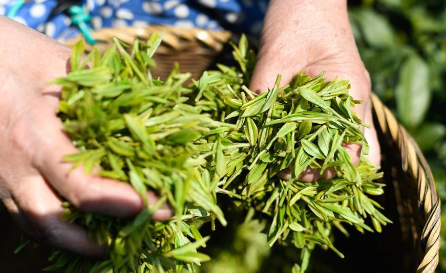 雨前茶和明前茶区别 (精选 4 篇)