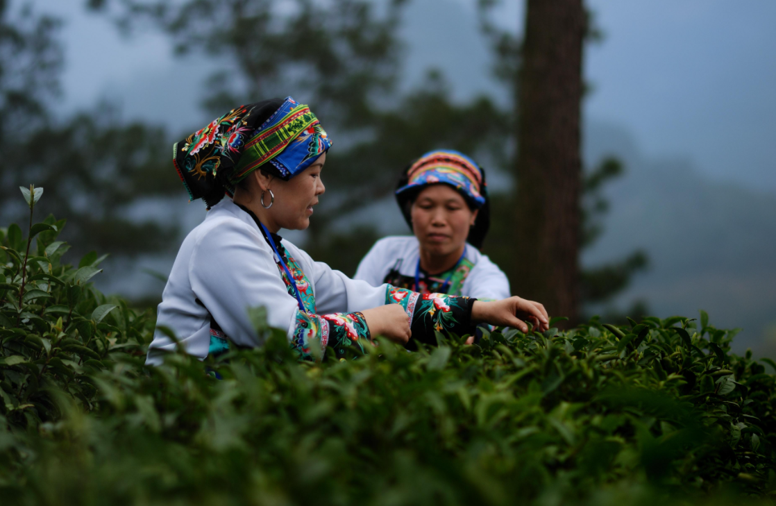 雨前茶和明前茶区别 (精选 4 篇)