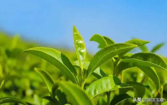 雨前茶和明前茶区别 (精选 4 篇)