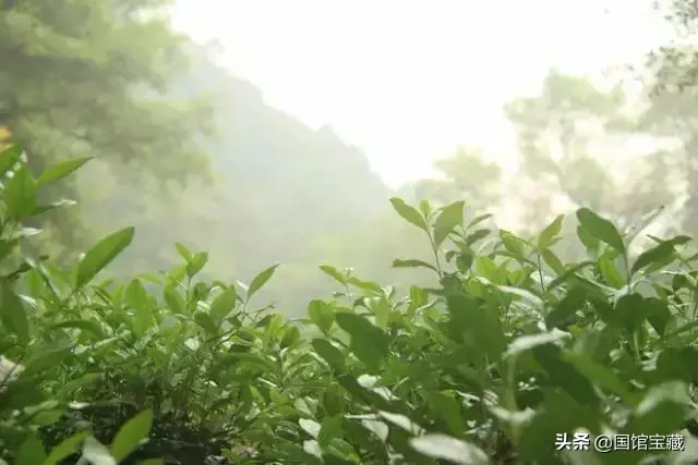 雨前茶和明前茶区别 (精选 4 篇)