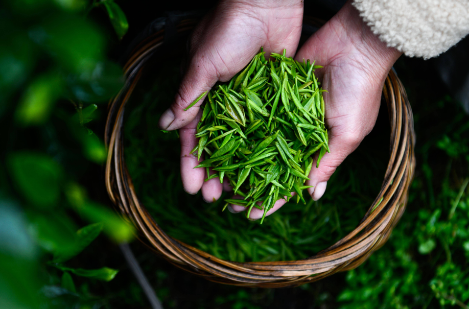 采茶的优美诗句（采茶高雅古诗词）