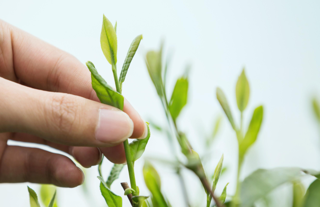 雨前茶和明前茶区别 (精选 4 篇)