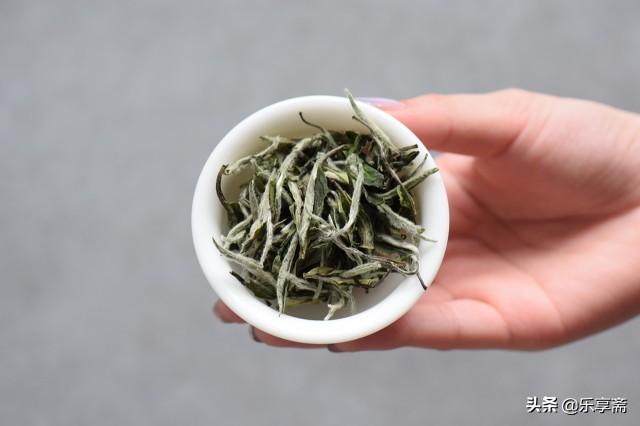 天目湖白茶属于什么茶？