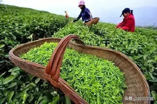 雨前茶和明前茶区别 (精选 4 篇)