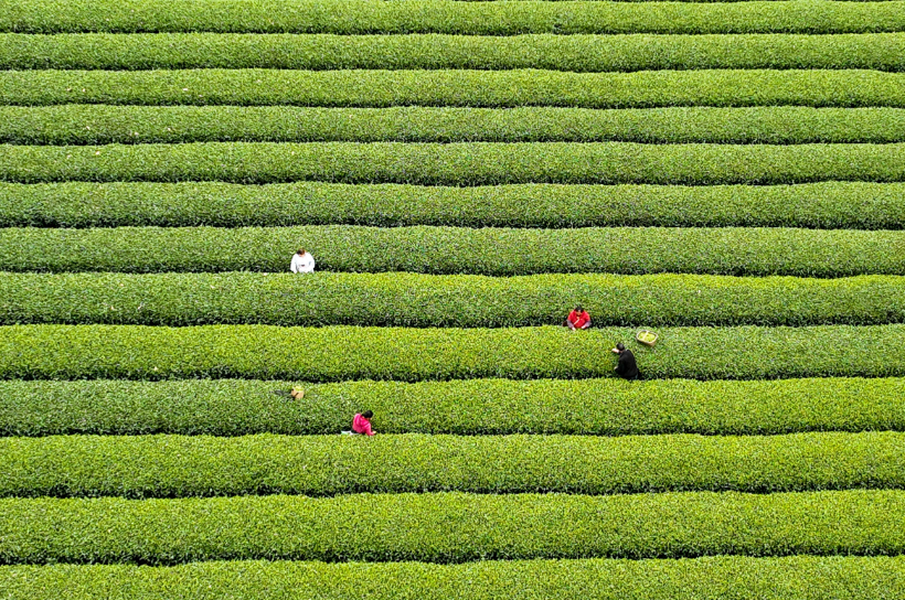 采茶的优美诗句（采茶高雅古诗词）