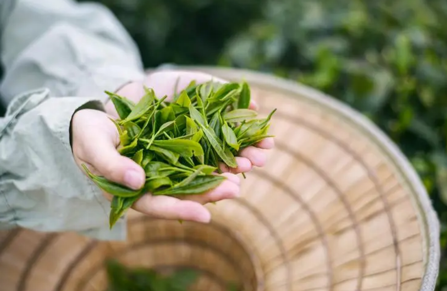 采茶的优美诗句（采茶高雅古诗词）