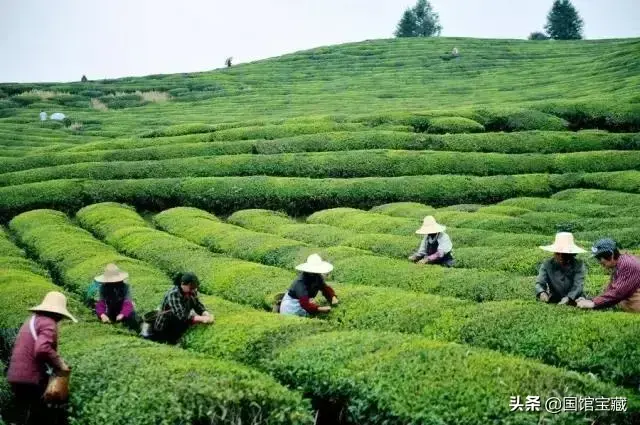 雨前茶和明前茶区别 (精选 4 篇)